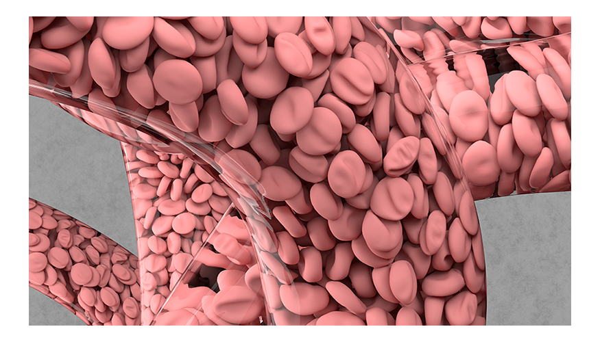simulation of blood cells in transparent vessels