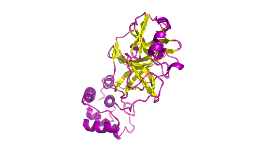 pink and yellow simulation of protease protein structure