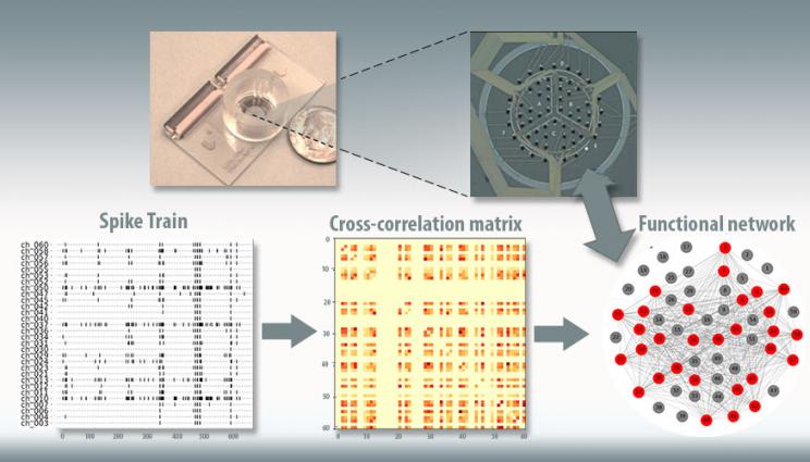 LLNL’s “brain-on-a-chip” device (top). Electrical recordings from the chip (lower left), taken from seeded neurons, are used to model correlations between electrodes (center), and these correlations are used to create a model of the network structure in the chip (lower right)