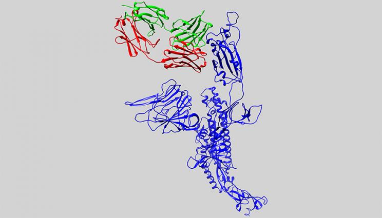 3D structure of an antibody candidate
