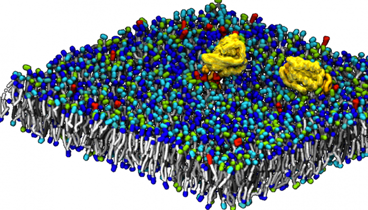 micro-model simulation showing the aggregation of Ras proteins on top of a cell membrane model